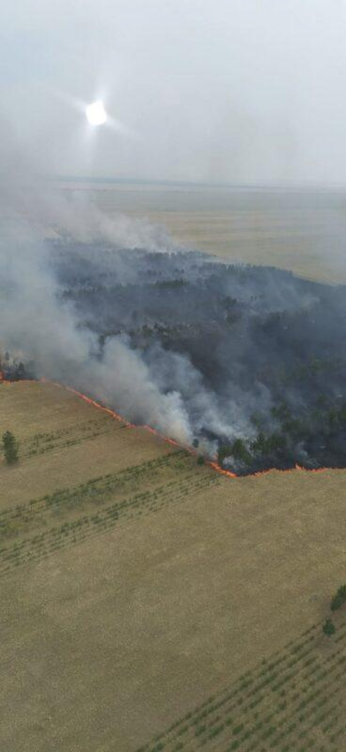 Жара и грозовой разряд: в Павлодарской области бушует лесной пожар