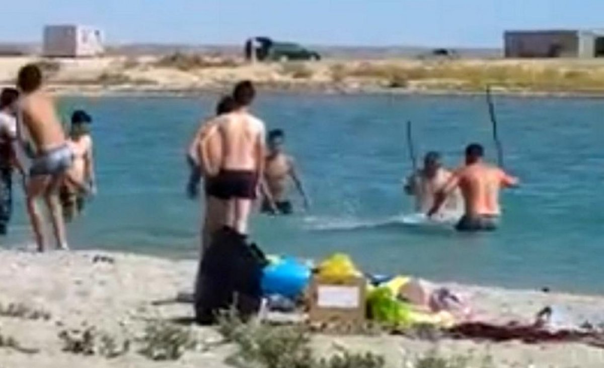 Тюленя забили палками и камнями на пляже в Мангистау