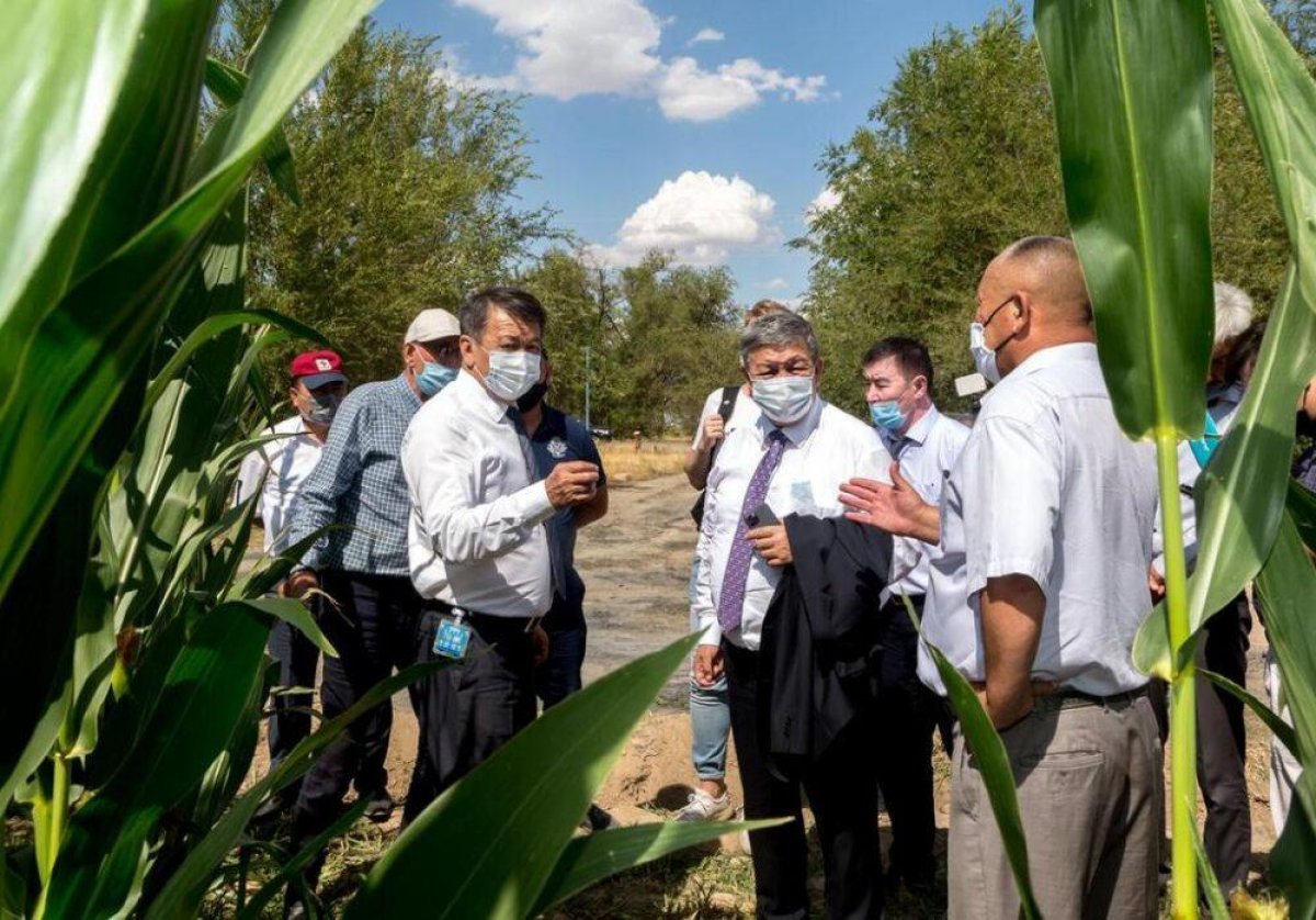 Жамбылская область может остаться без урожая