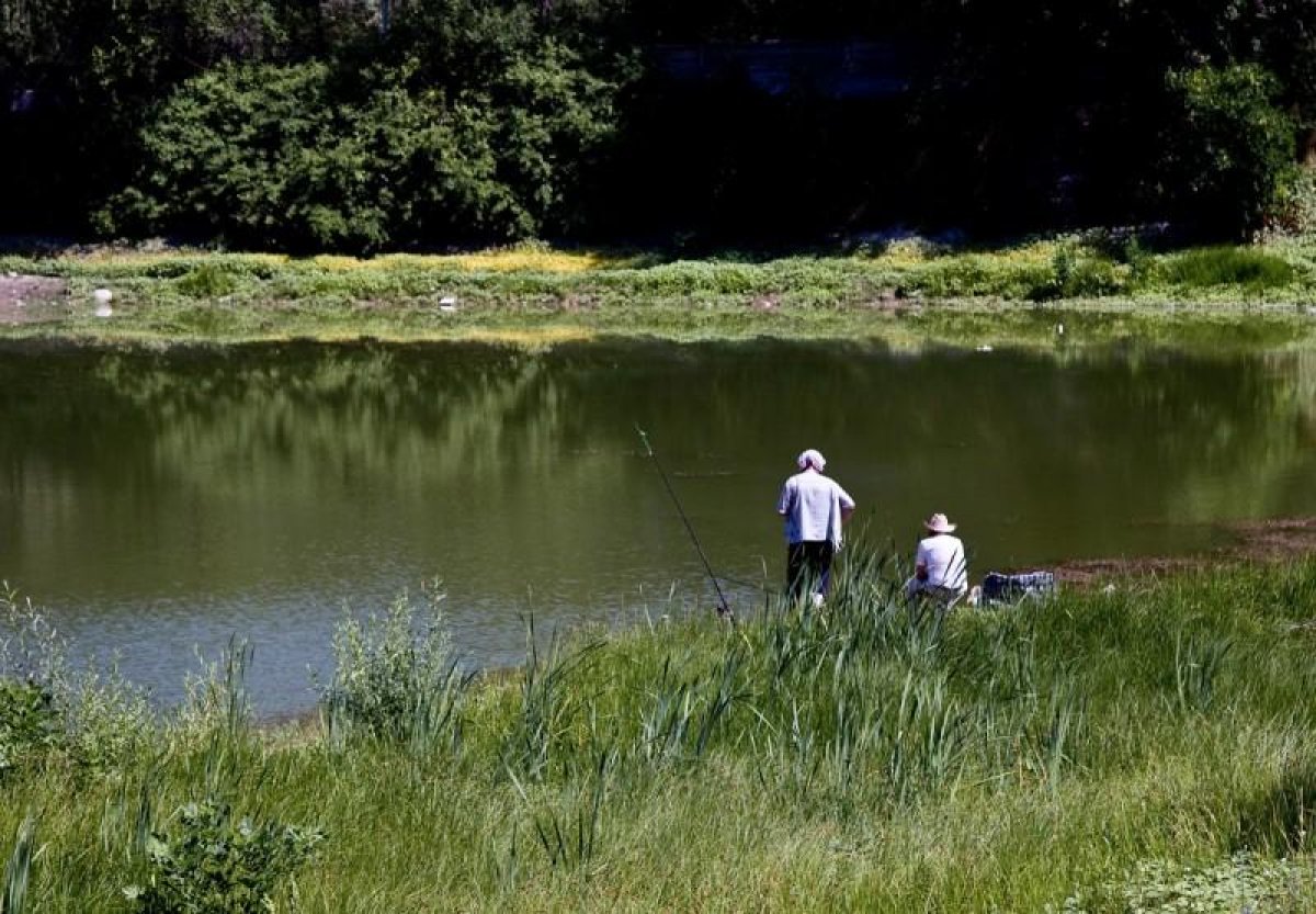 Экологи выяснят причину массовой гибели рыбы на озере Пархач в Алматы