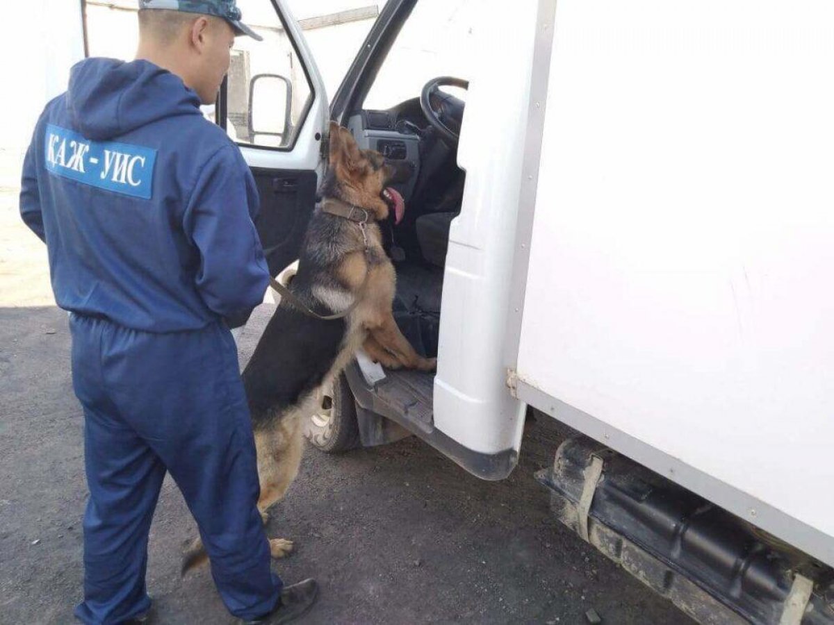 О Бароне в колонии Акмолинской области рассказали правоохранители