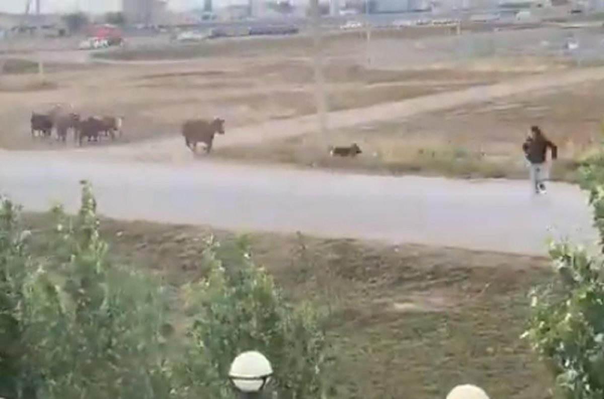 Нападение коров на человека. Владельцев животных нашла полиция