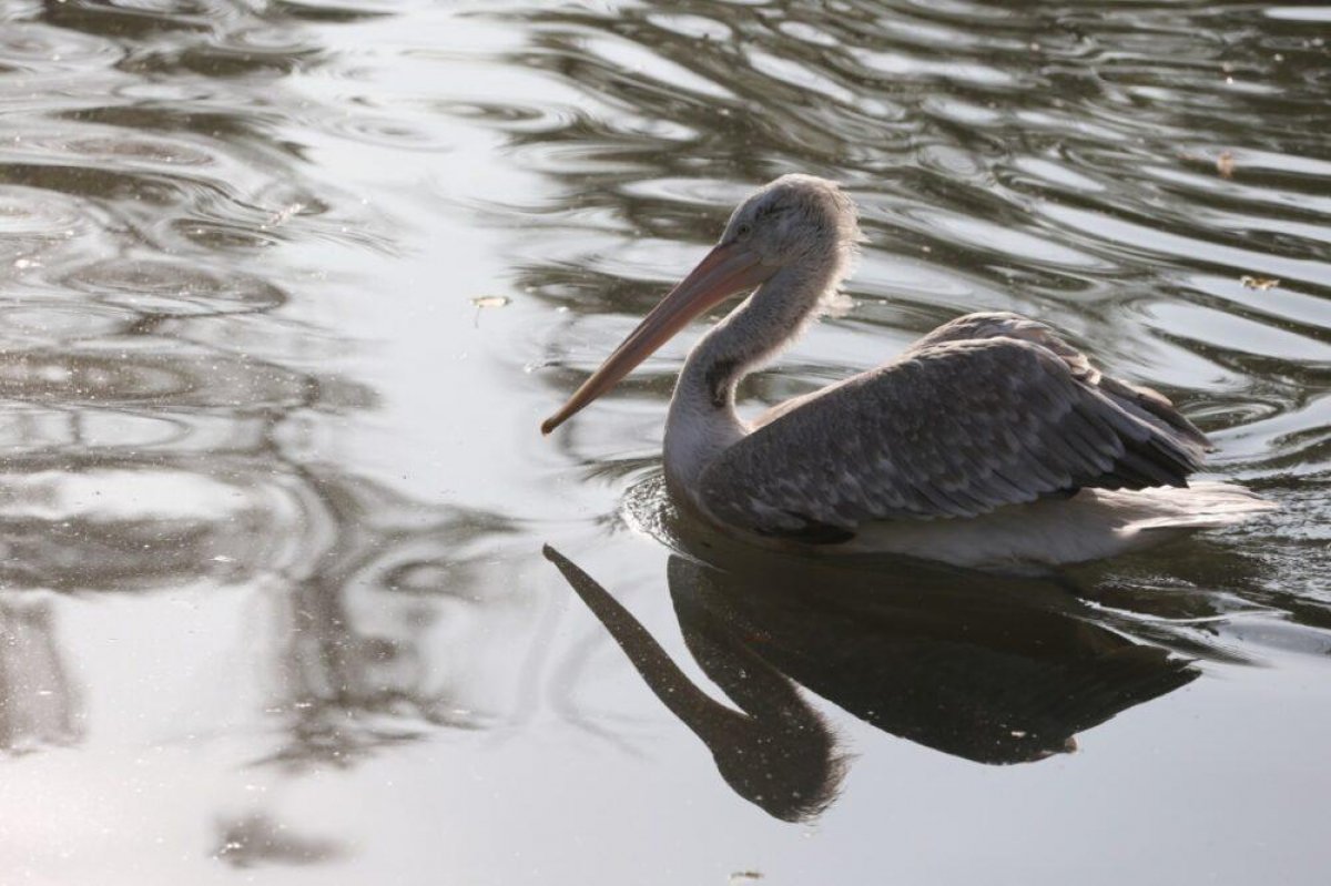 В зоопарке Алматы вакцинировали птиц