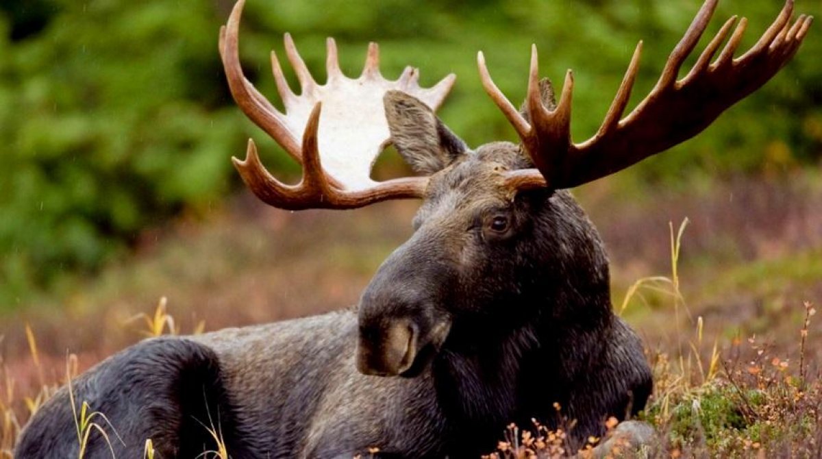 Лесничий убил лося в Карагандинской области