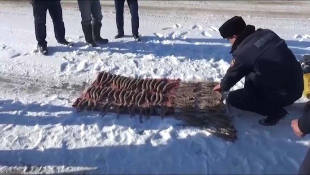 В ЗКО у браконьеров изъяли более 700 рогов сайгаков