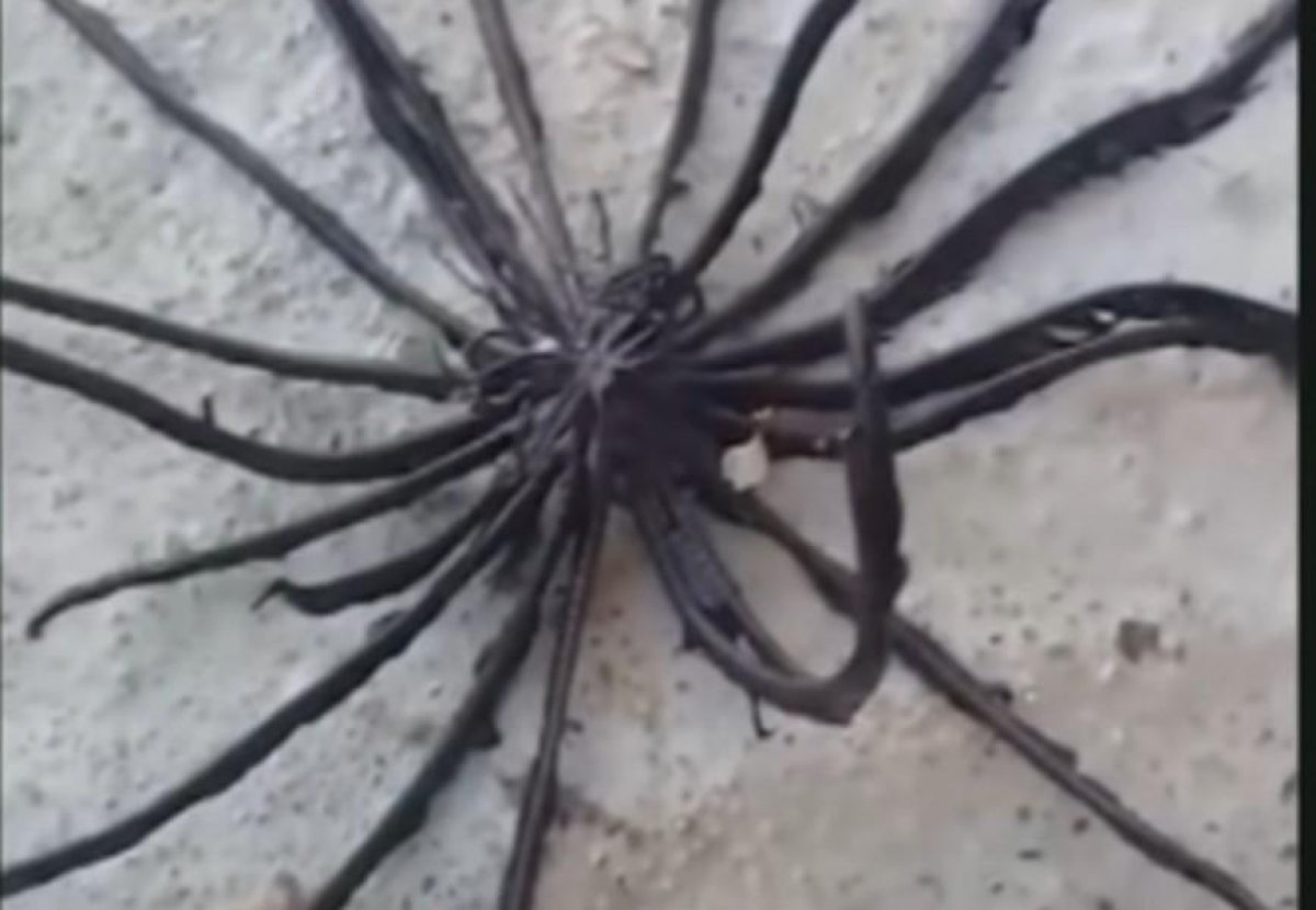 На реке в Таиланде нашли загадочное существо с устрашающими щупальцами