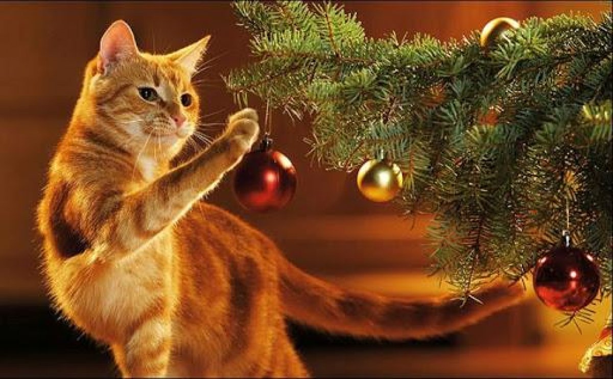 Непростые отношения кошки и новогодней ёлки