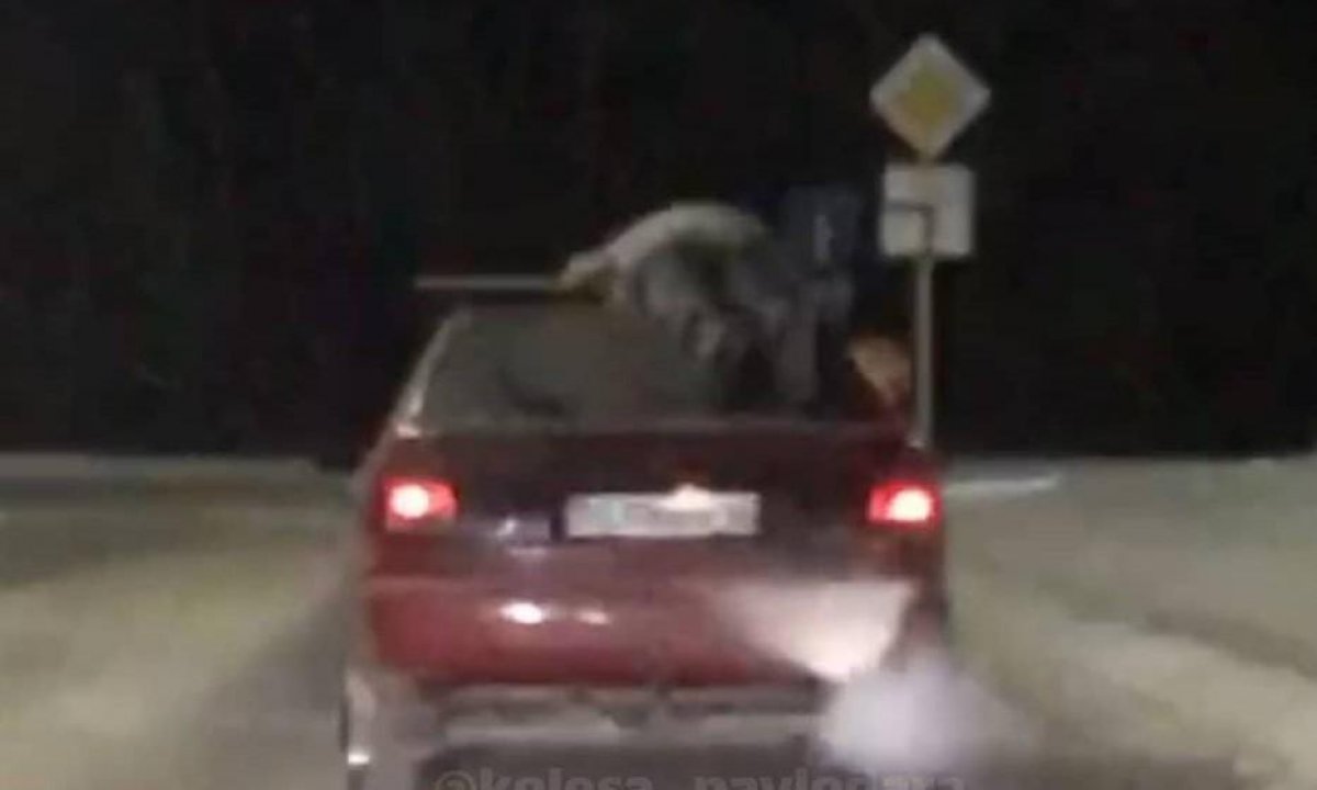 В Павлодаре задержали мужчину, который перевозил друга на крыше автомобиля