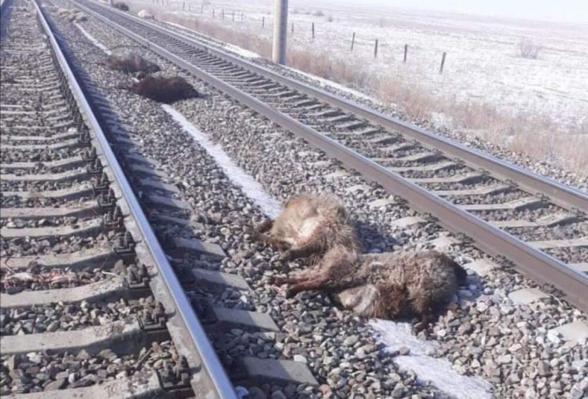 Грузовой поезд сбил стадо овец в Алматинской области