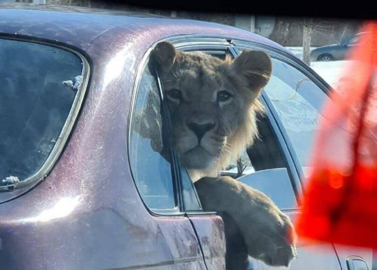 Лев в машине: в Минэкологии выяснили кому принадлежит животное