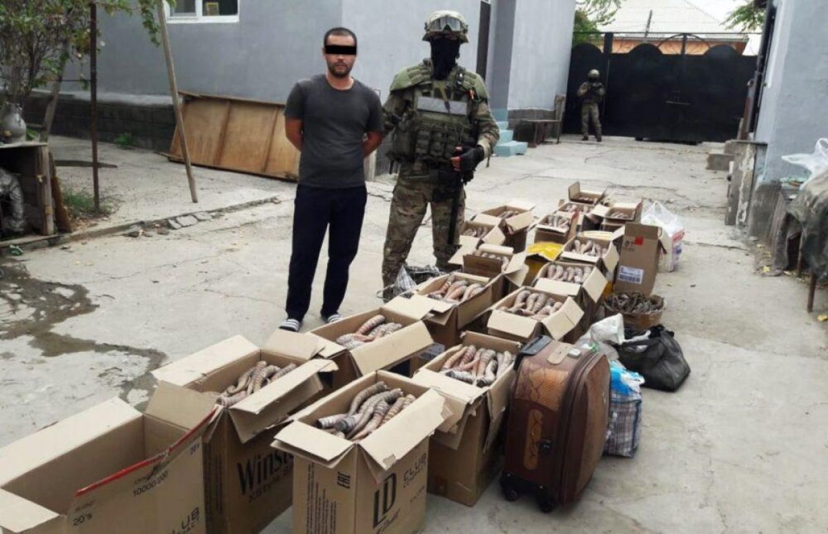 Казах из Китая осужден в Казахстане за бизнес на сайгачьих рогах