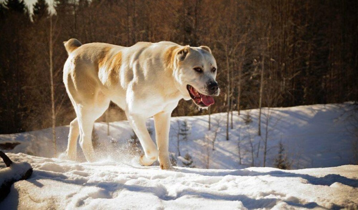 В Нур-Султане алабай напал на пожилую женщину