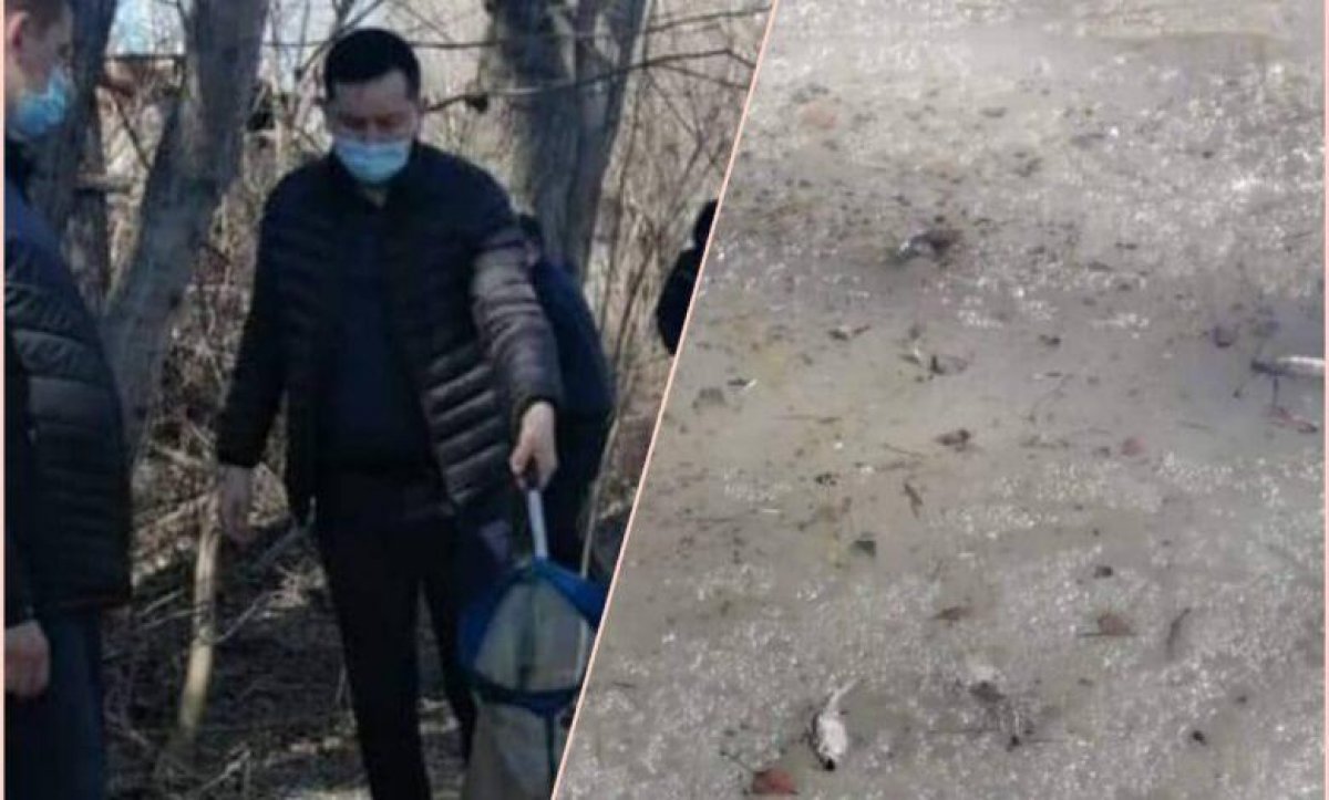 В Восточном Казахстане массово гибнет рыба