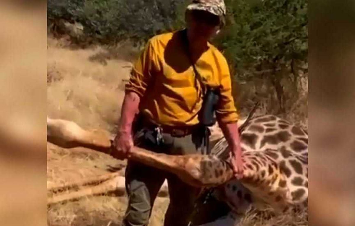 Убили жирафа: в Сети появилось видео с казахстанцем, хвастающим редким трофеем