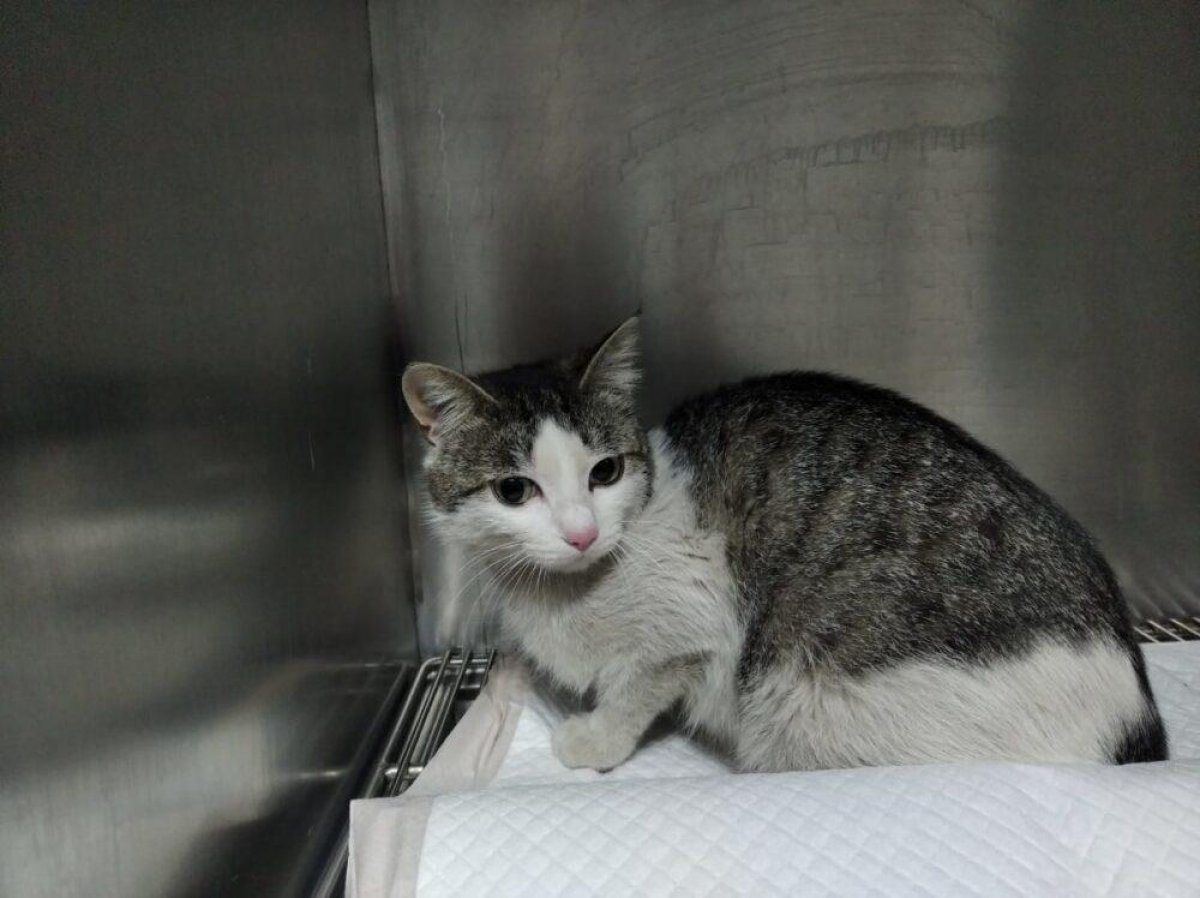 Казахстанцы замуровали кошек в подвале многоэтажки. Одна из них умерла