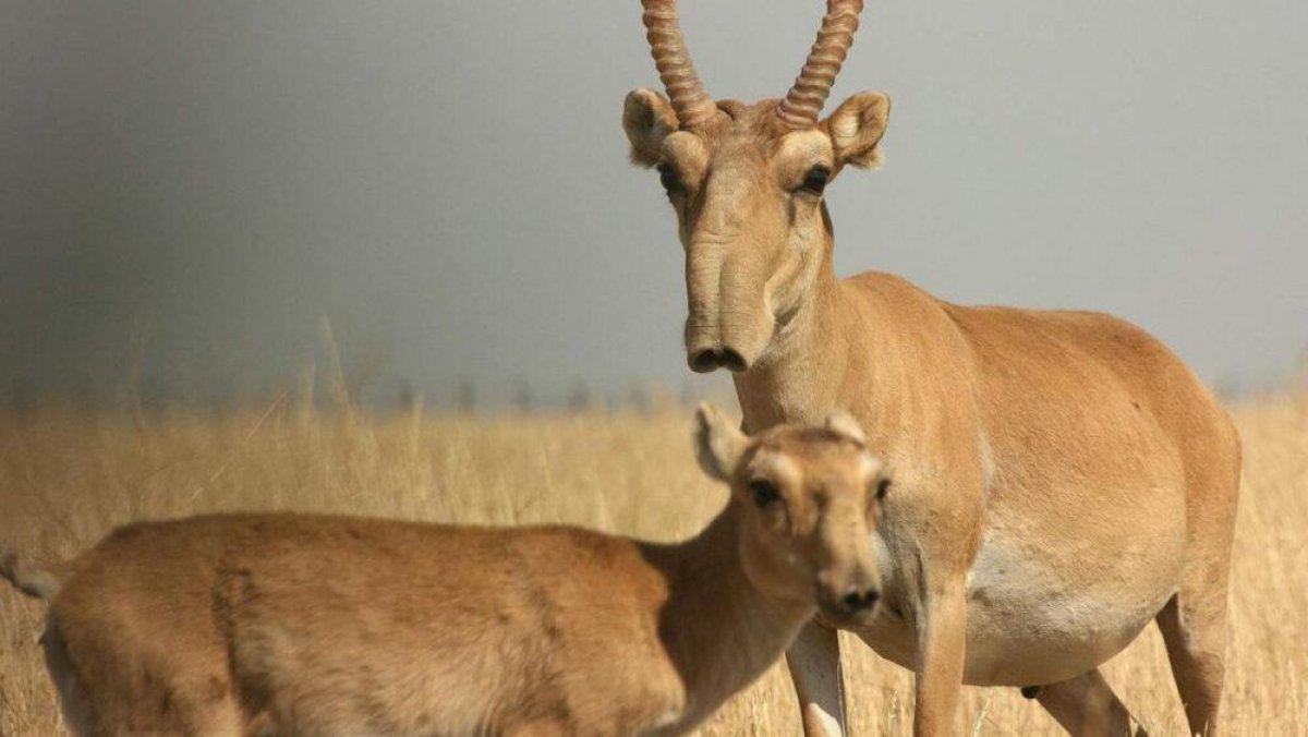 Полный запрет на съемку во время окота сайгаков хотят ввести в Казахстане