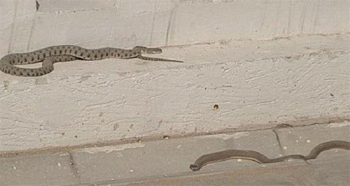 Змеи атакуют дома шымкентцев