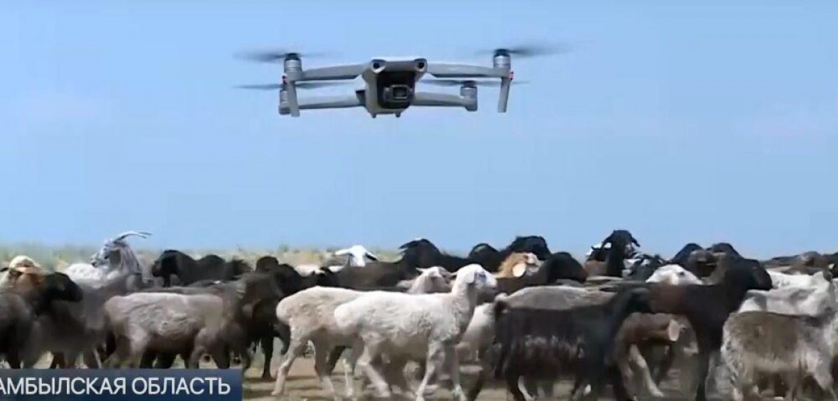 Пасет скот с помощью дрона: жамбылский фермер успешно использует передовые технологии