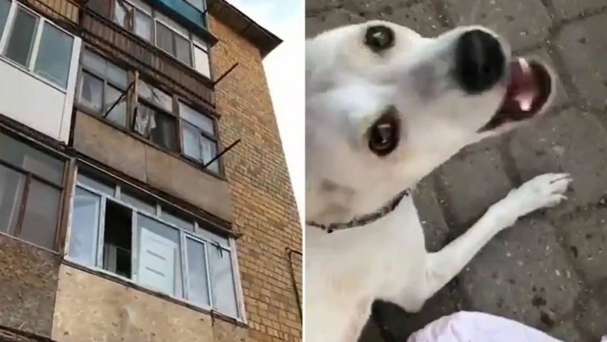 Скинул собаку. Балкон для собаки. Пес на балконе. Собака выбросилась с балкона. Грязная собака на балконе.