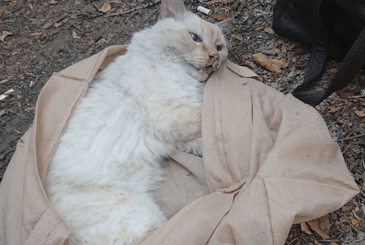 В Караганде кот сутки умирал под балконом хозяина, который отказался ему помочь