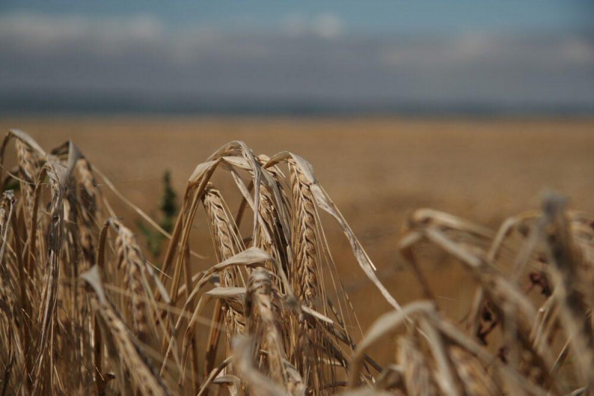 Депутат Nur Otan рассказал об агроиндустриальном потенциале Казахстана