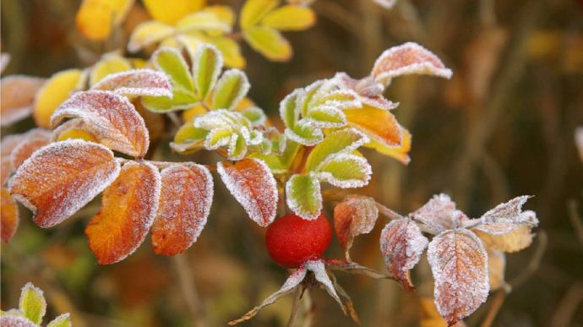 Заморозки доберутся и до юга: какой будет погода в Казахстане в ближайшие три дня