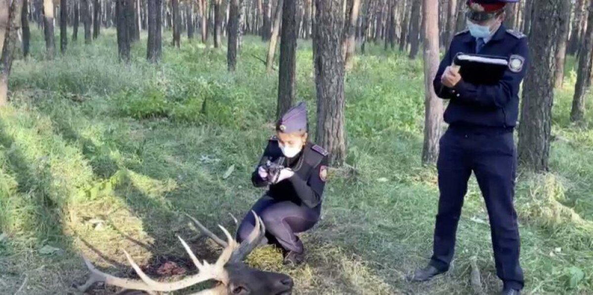 Егеря отстреливали маралов на севере Казахстана