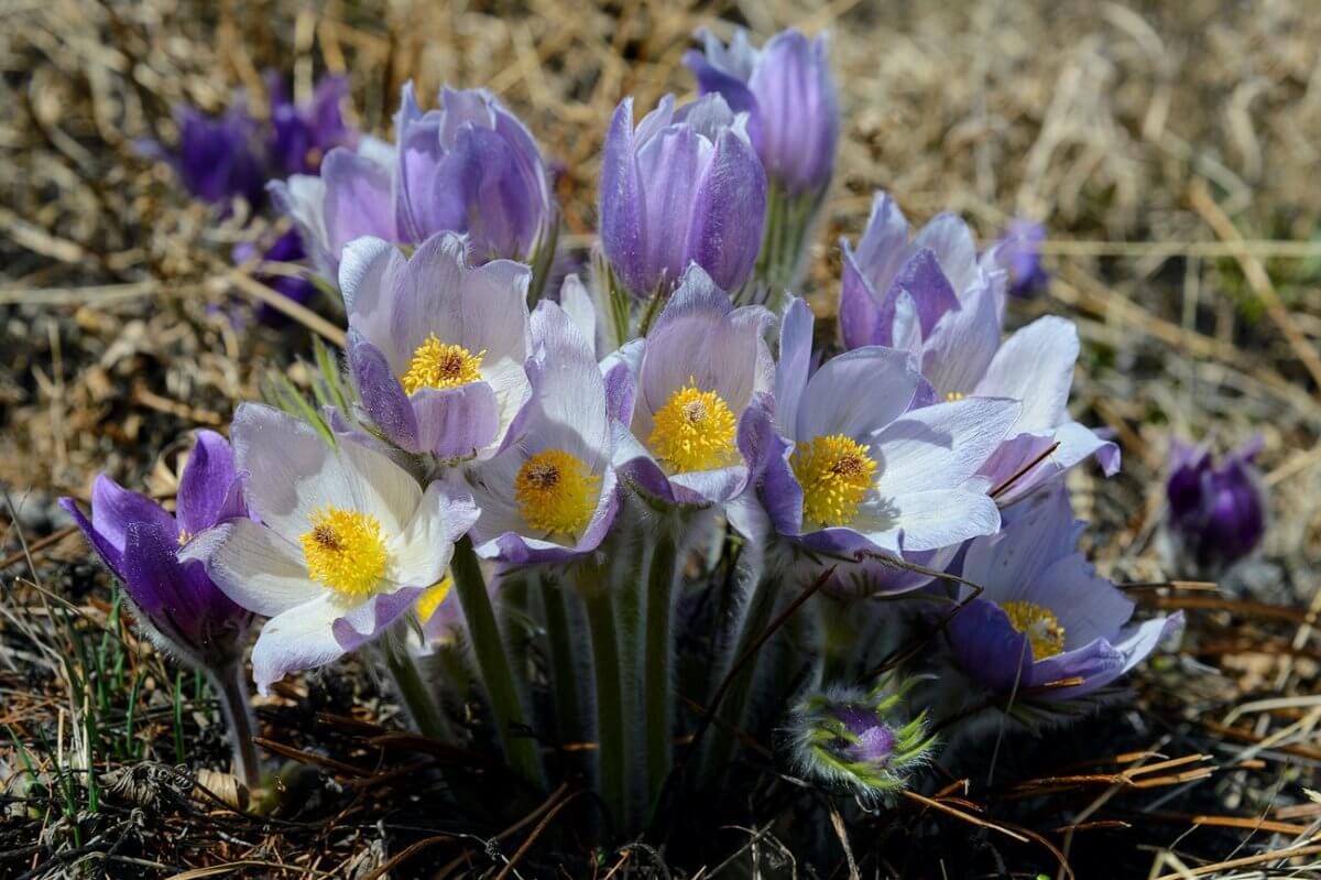Подснежники расцвели в Туркестанской области