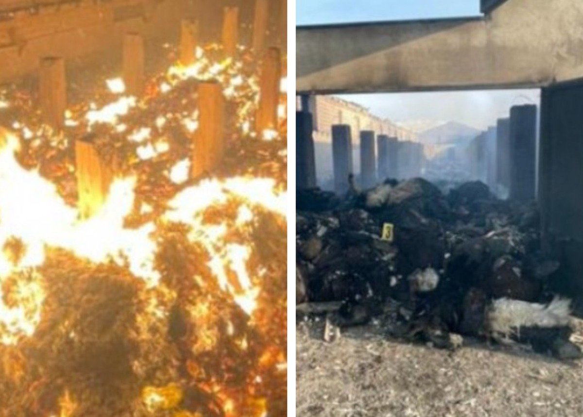 Крупный пожар в Туркестанской области: погибли пастух и более тысячи овец