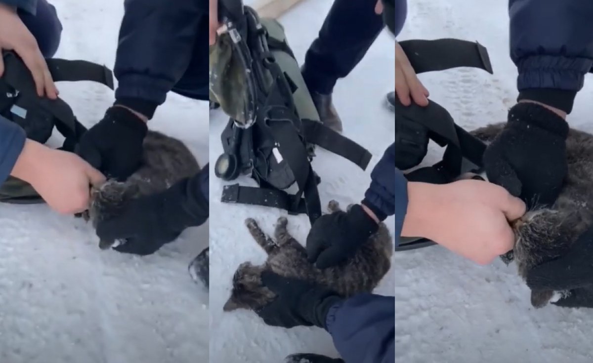 В Актобе пожарные спасли кошку и восхитили Казнет