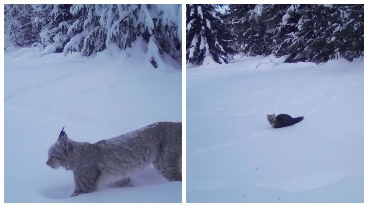 Рысь и соболь: дикие животные попали на фотоловушку заповедника ВКО