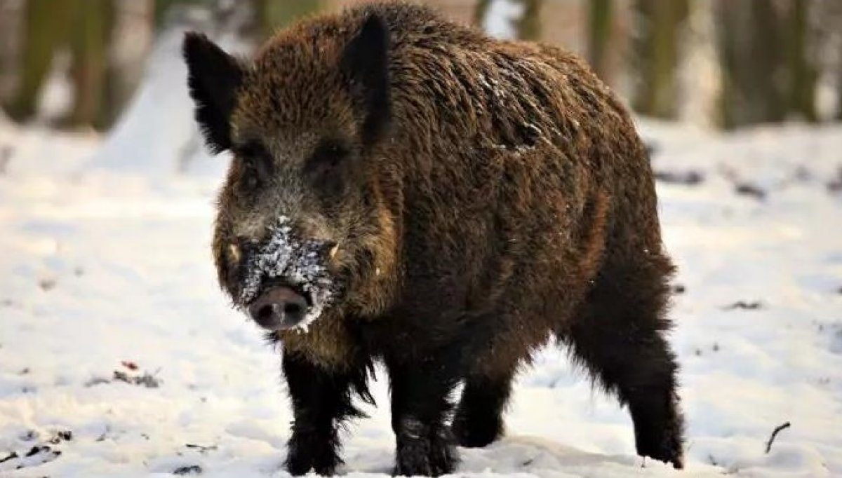 "Очуметь!": дикие кабаны разгуливали по улице в Акмолинской области