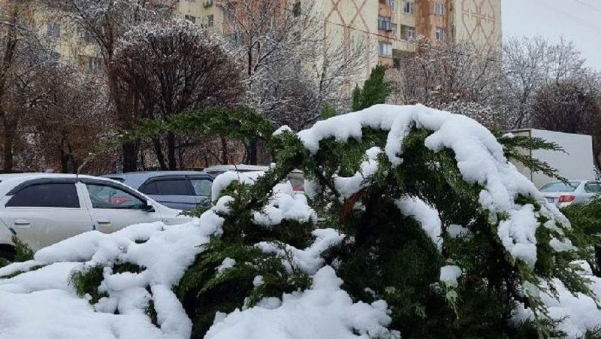 Весна к нам пришла! На юге Казахстана выпал снег