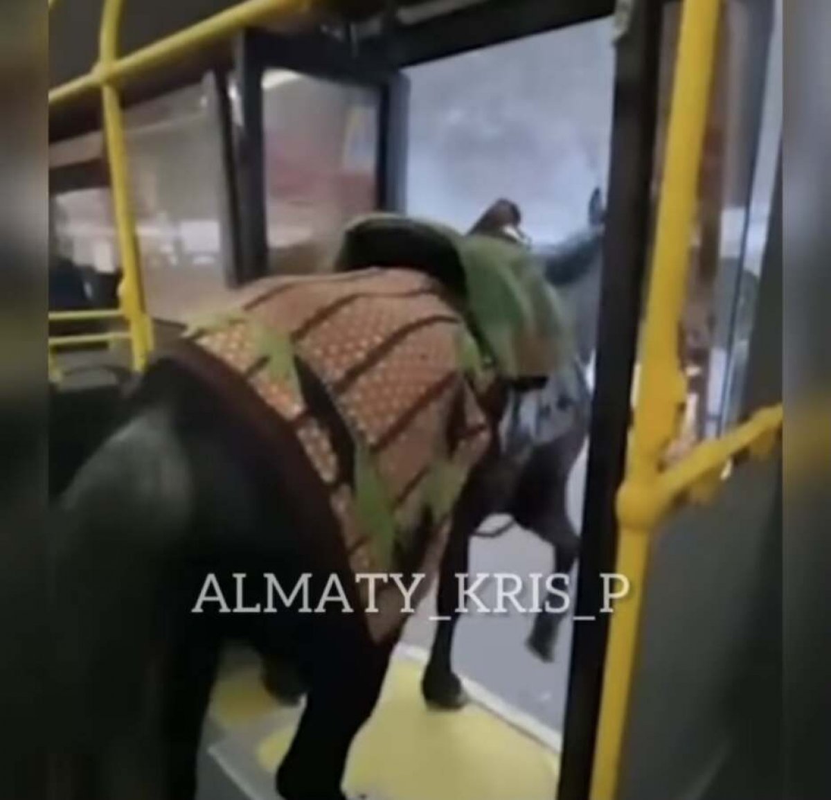 Мужчину, перевозившего лошадь в автобусе в Алматы, оштрафовали