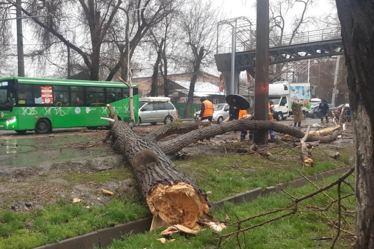 Шквальный ветер в Алматы валит деревья и срывает кровли зданий