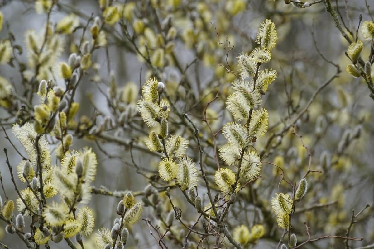 Усиление ветра и погоду без осадков прогнозируют синоптики в Казахстане 5 апреля