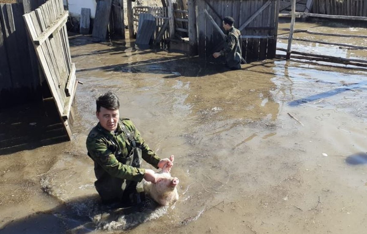 Домашних животных выносят на руках из воды спасатели в селе Речное ВКО