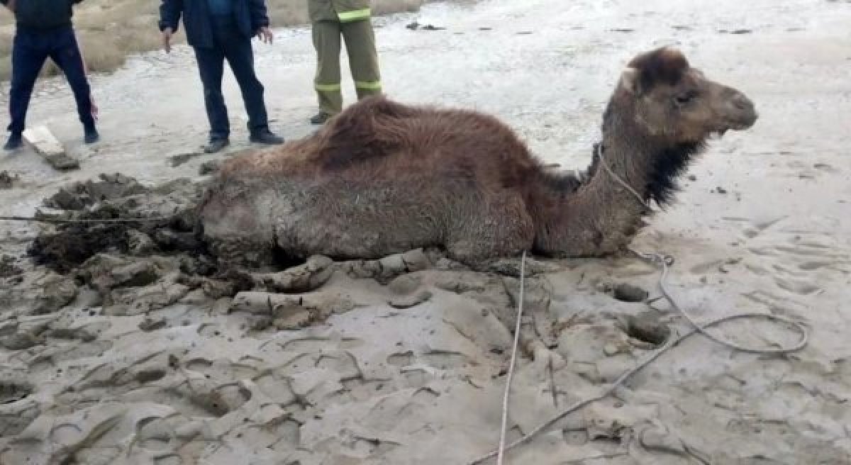Верблюда вызволили из песчаного плена в Мангистау