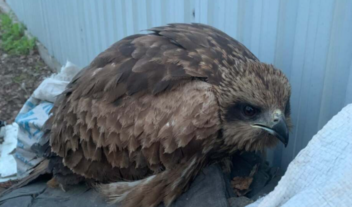 Раненого птенца степного орла спасла жительница Усть-Каменогорска