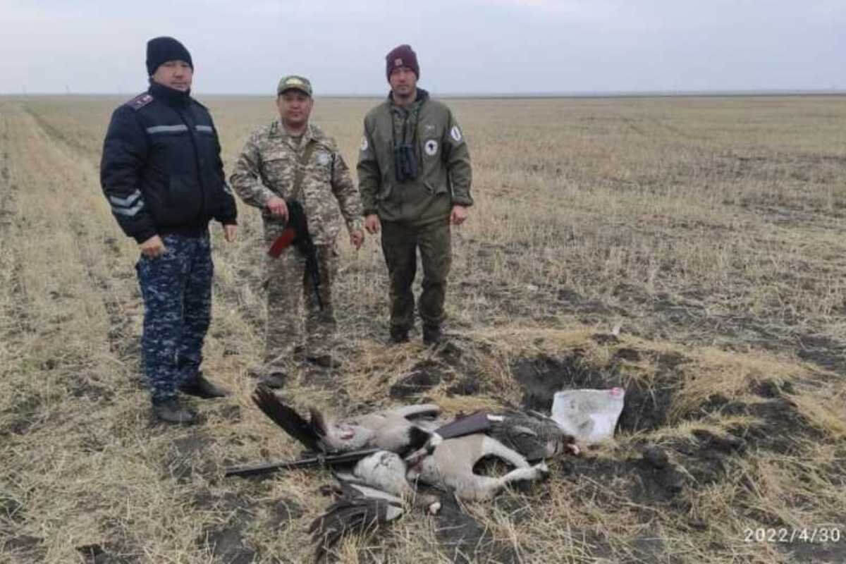 Браконьеры подстрелили двух краснокнижных журавлей в Костанайской области