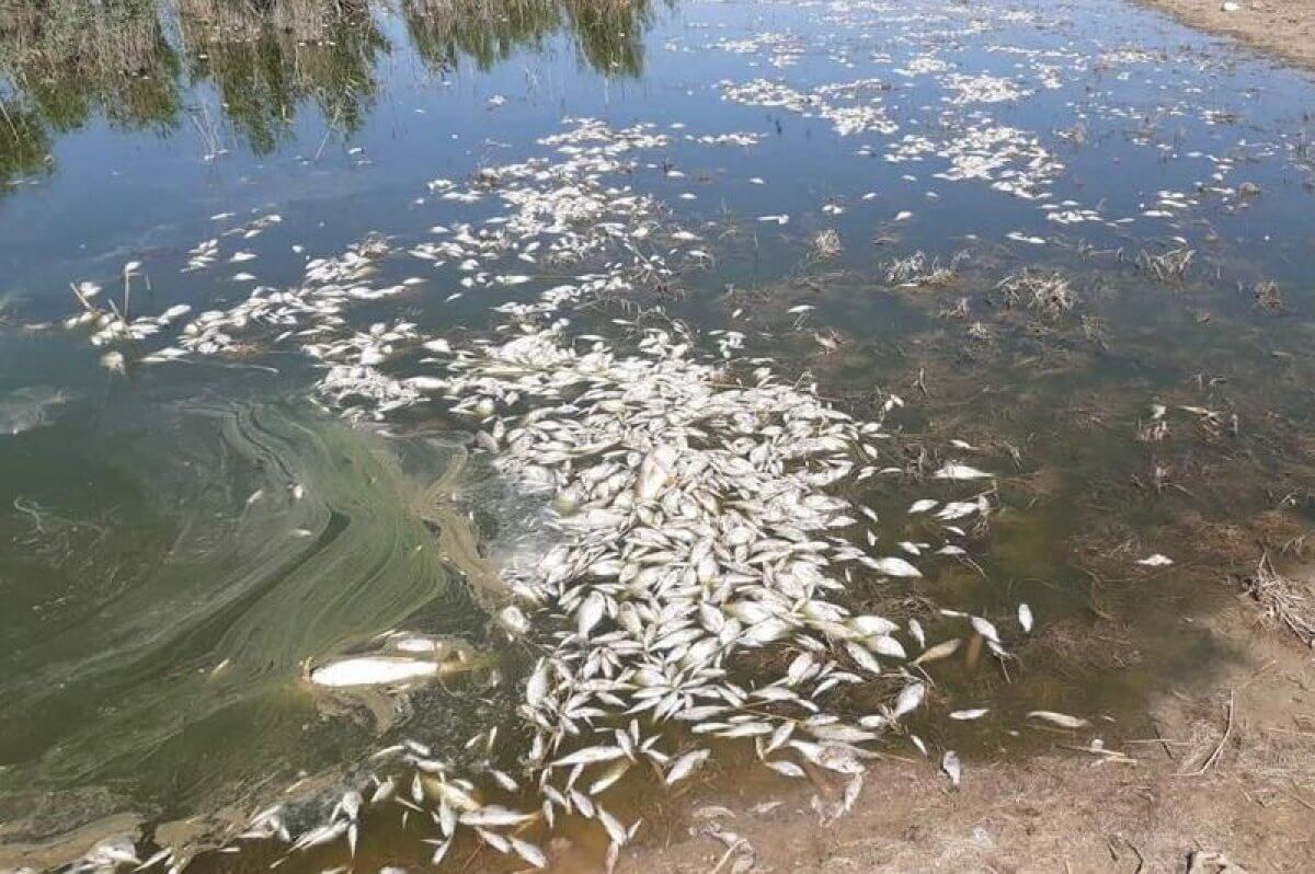 Более полтонны мертвой рыбы собрали в озерах Атырауской области