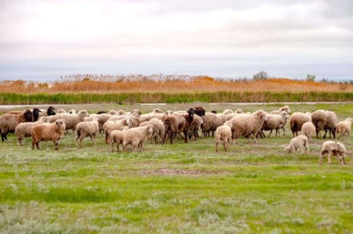Негде пасти скот: сельчане Жамбылской области просят закрыть карьеры
