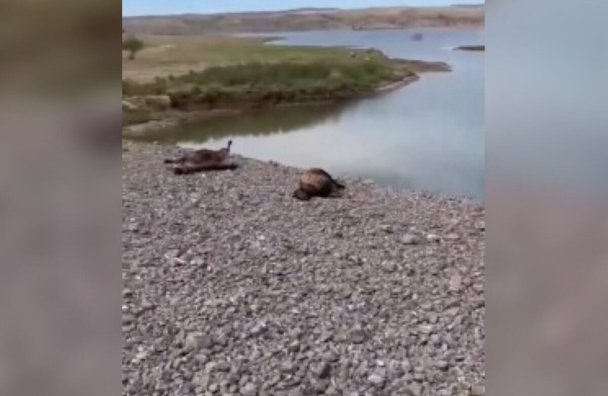 Тушки разлагающихся овец и коз нашли у водохранилища в Жетысуской области