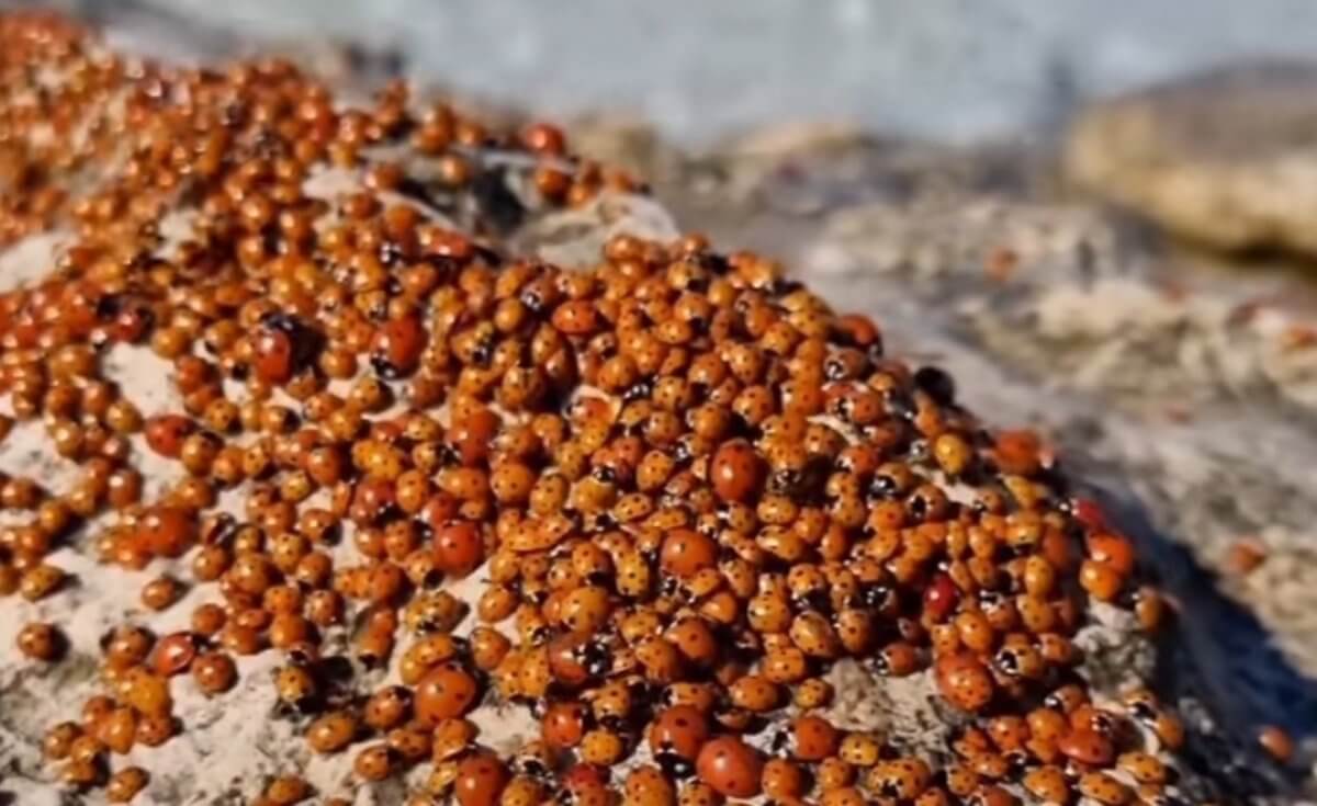 Быть покусанными божьими коровками боятся жители Актау