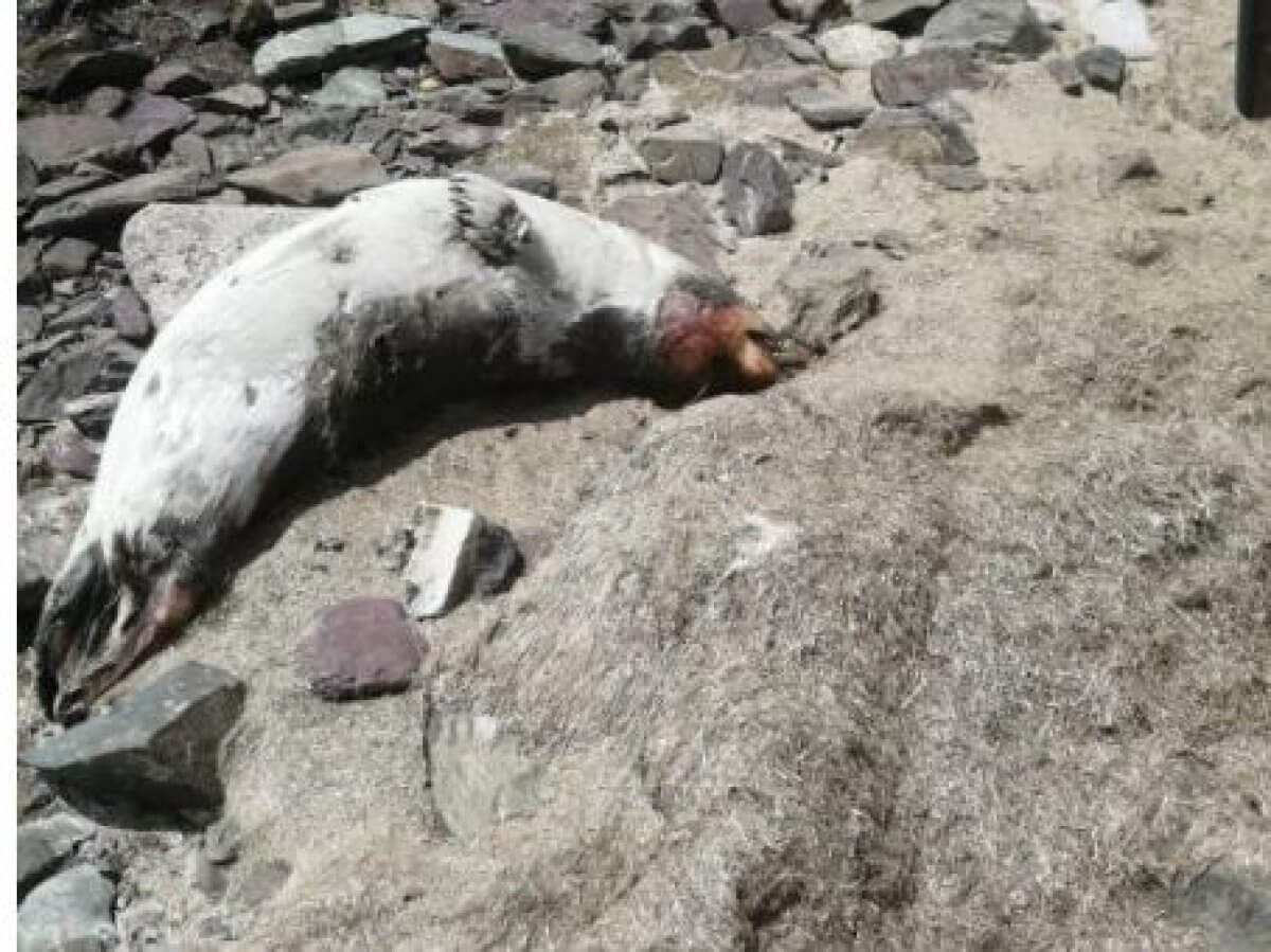 Массовая гибель животных на Каспии не связана с добычей нефти – Минэкологии