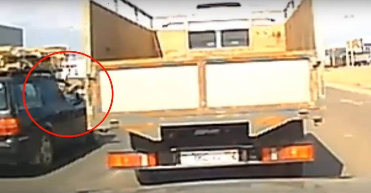 Живодер выбросил котенка на оживленную проезжую часть в Мангистау (ВИДЕО)