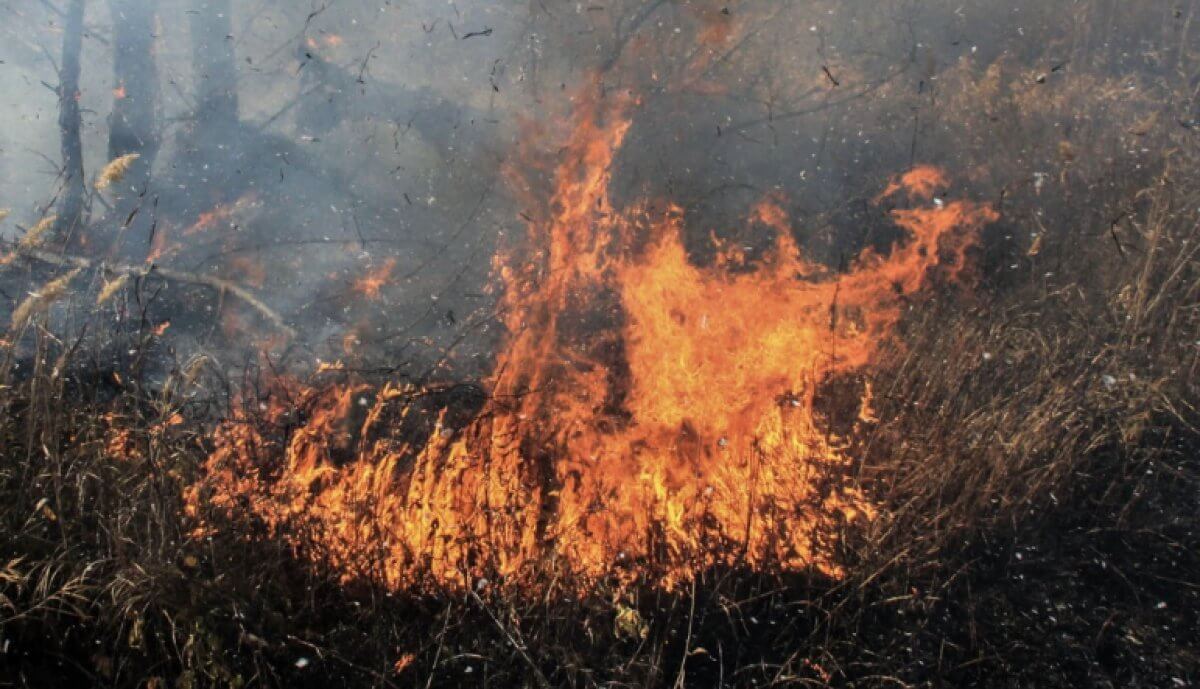 Пожар тушили в пойме Усолки в Павлодаре