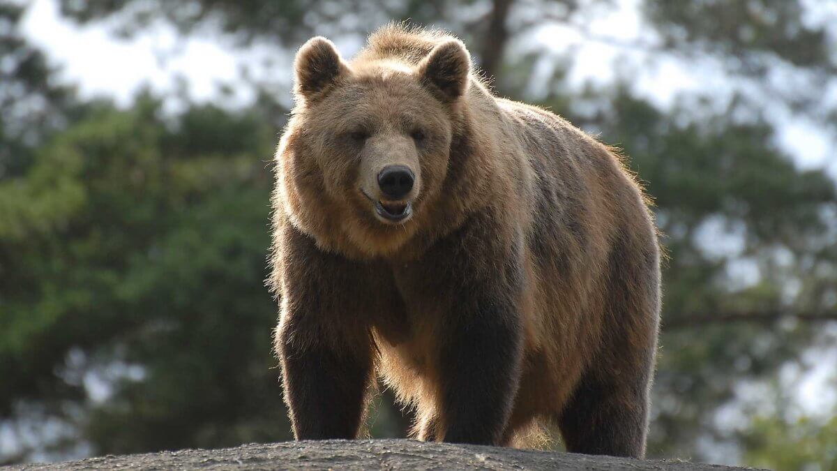 Тяньшанский медведь был замечен на Кольсае