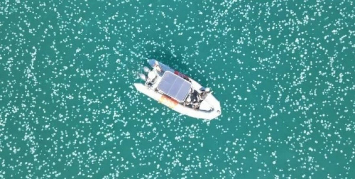 Тысячи медуз заполонили прибрежные воды Израиля (ВИДЕО)