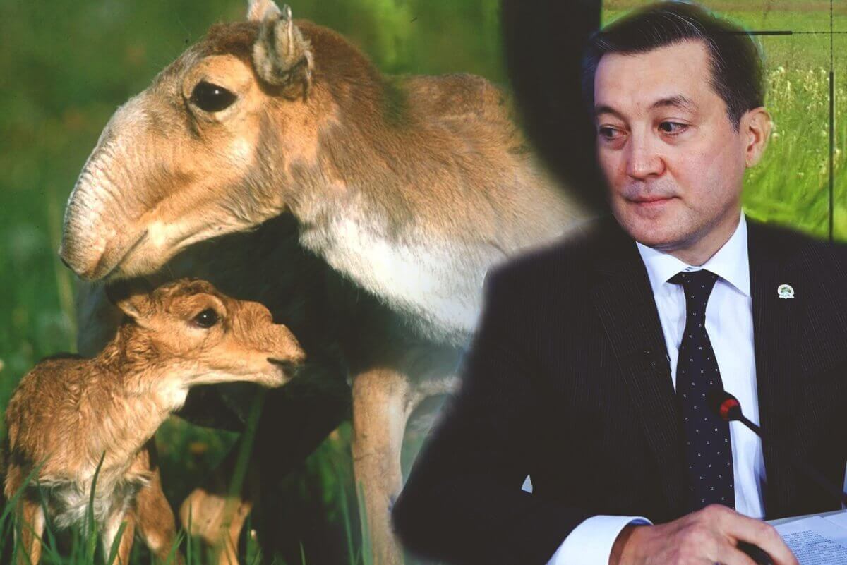 "Волки не решат проблему": Брекешев обещает до ноября разобраться с сайгаками